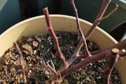 月季休眠期什么時候修剪好